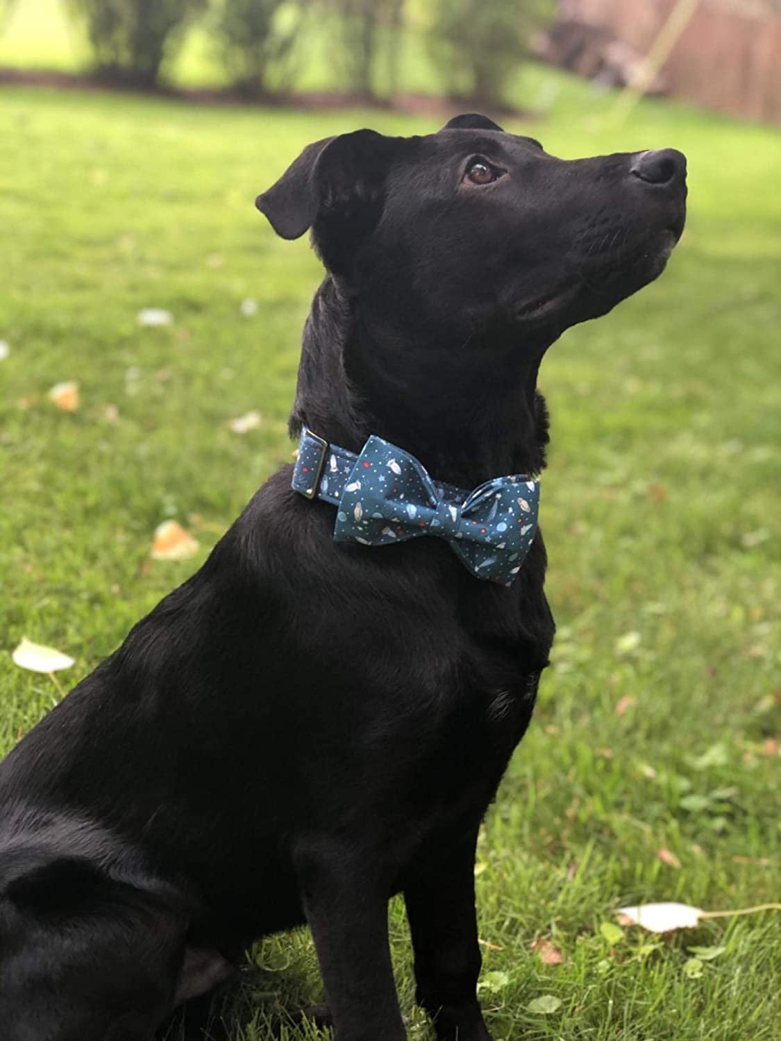 Adjustable Cotton and Webbing Bowtie Collar for Dogs and Cats of All Sizes